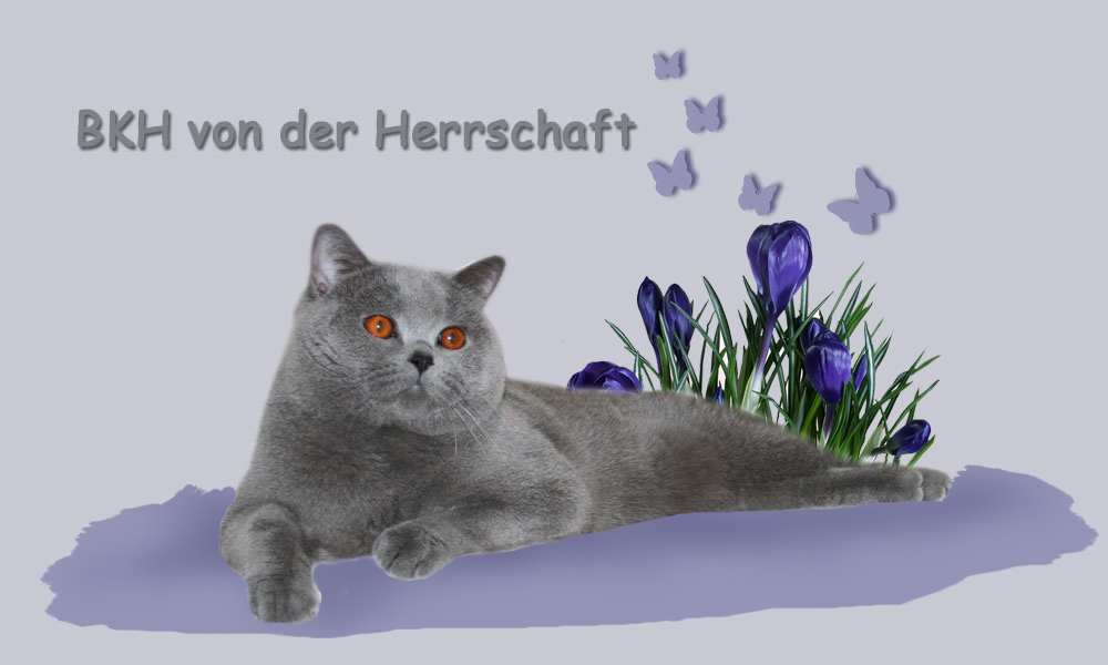 BKH von der Herrschaft